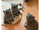micro British shorthair kittens for sale 