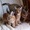 micro Lovely Caracal Kittens for Sale