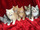 micro  Lovely Maine Coon Kittens for sale