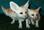 micro  Registered Fennec fox for sale