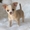 micro Super Adorable Teacup Chihuahua Puppies