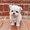 micro Charming Teacup Maltese Puppies for Sale