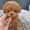 micro Gorgeous toy poodle puppies for sale