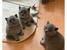 tn 1 British shorthair kittens for sale 