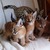 tn 1 Lovely Caracal Kittens for Sale