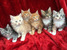 tn 1  Lovely Maine Coon Kittens for sale