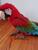 tn 1 Adorable greenwing macaw parrots