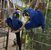tn 1 Hyacinth Macaw Parrots for Sale