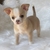 tn 1 Super Adorable Teacup Chihuahua Puppies