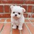 tn 1 Charming Teacup Maltese Puppies for Sale