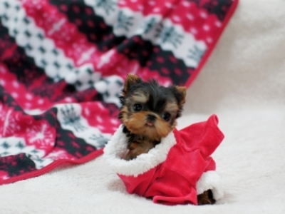 pic Excellent Teacup Yorkie Puppies For Adop