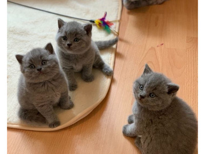 pic British shorthair kittens for sale 