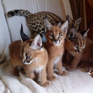 pic Lovely Caracal Kittens for Sale