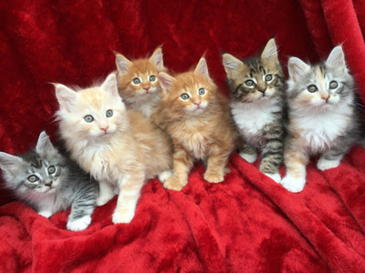 pic  Lovely Maine Coon Kittens for sale