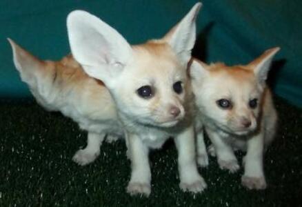 pic  Registered Fennec fox for sale