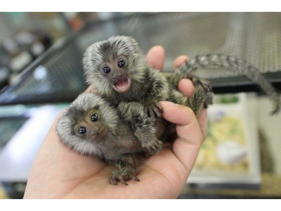 pic Well Trained Finger Marmoset Monkeys for