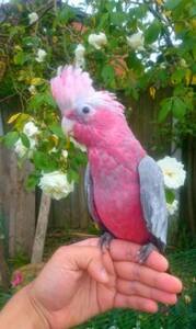 pic Friendly Tame Galah Cockatoo Parrots