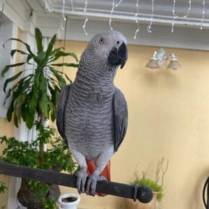 pic Talking African Grey Parrots available