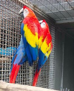 pic Beautiful and Talking Scarlet Macaw