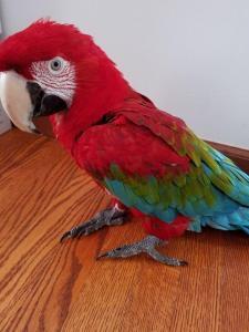 pic Adorable greenwing macaw parrots