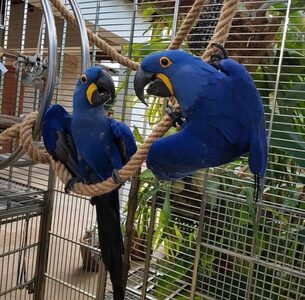 pic Hyacinth Macaw Parrots for Sale
