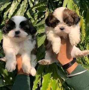 pic Awesome Teacup Shih Tzu puppies for sale