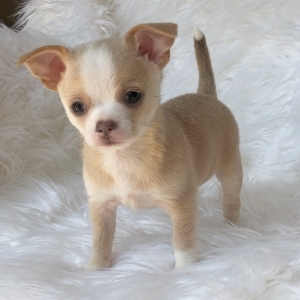 pic Super Adorable Teacup Chihuahua Puppies