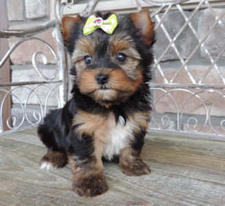 pic Cute teacup Yorkie puppies Ready