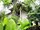 micro Detached small &quot;jungle&quot; house