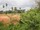 micro Land - Cherngtalay , Phuket west cost