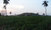 micro Huay Yai (1 Rai + 800 Sq.m 2,400 Sq.m)