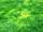 micro 5 Star land opportunity â€“ 158 sq wah 