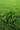 micro 5 Star beachfront land in Siracha