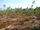 micro Small Eucalyptus Plantation For Sale