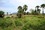 micro 1.5 Rai Land Plots 30 Min. S. of Hua Hin