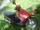 micro FOR SALE: Suzuki Step 125cc (automatic)