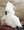micro cockatoo parrots