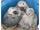 micro Parrots babies and fertile eggs for sale
