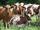 micro  dairy cattle,sheep and goats for sale