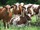 micro dairy cattle,sheep and goats for sale