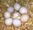 micro parrots and fertile parrot eggs for sale