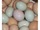 micro Palm Cockatoo eggs, Goffin Cockatoo eggs
