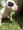micro AKC pitbull puppies for sale 