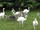 micro Ostrich chicks, Emus,rhea chick and eggs