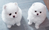 micro tiny pomeranian puppies