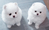 micro tiny pomeranian puppies