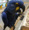 micro Available Hyacinth Macaw Parrots