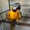 micro Talking Blue And Gold Macaw parrots for
