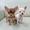 micro Top rated teacup Chihuahua puppies for s