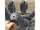 micro hyacinth Macaw,Africa Grey,Blue&Gold